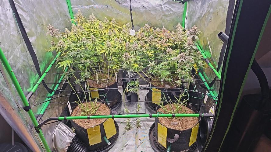GHS 2x Persian Pie & Bubba Slush. Week 15