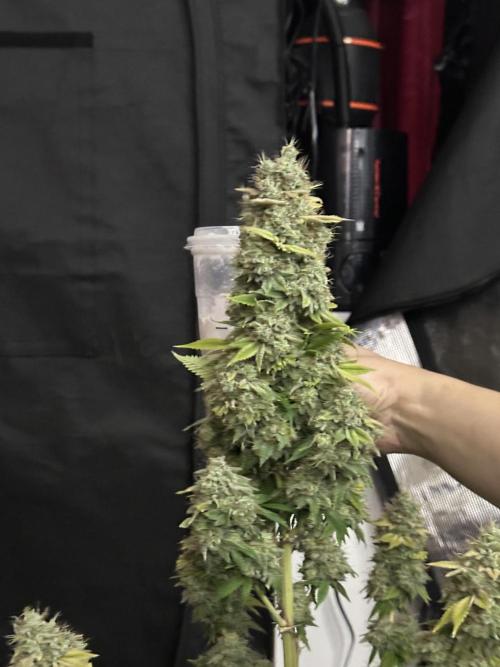 First Grow 2026. Week 13 - Starbucks Venti 
