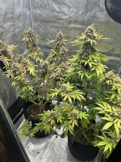 First Grow 2026. Week 13 - Topped vs Not topped
