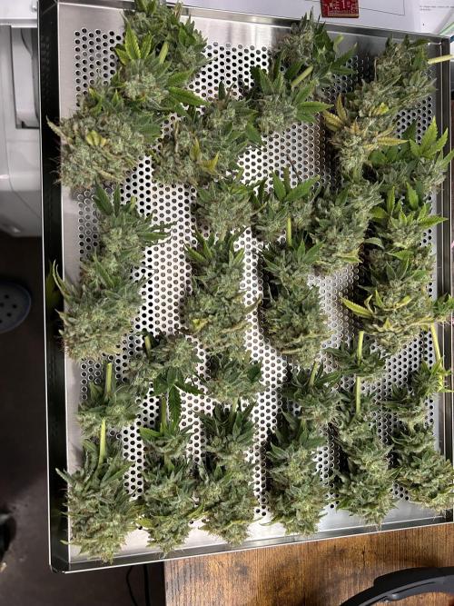 First Grow 2026. Week 13 - In the Cannatrol