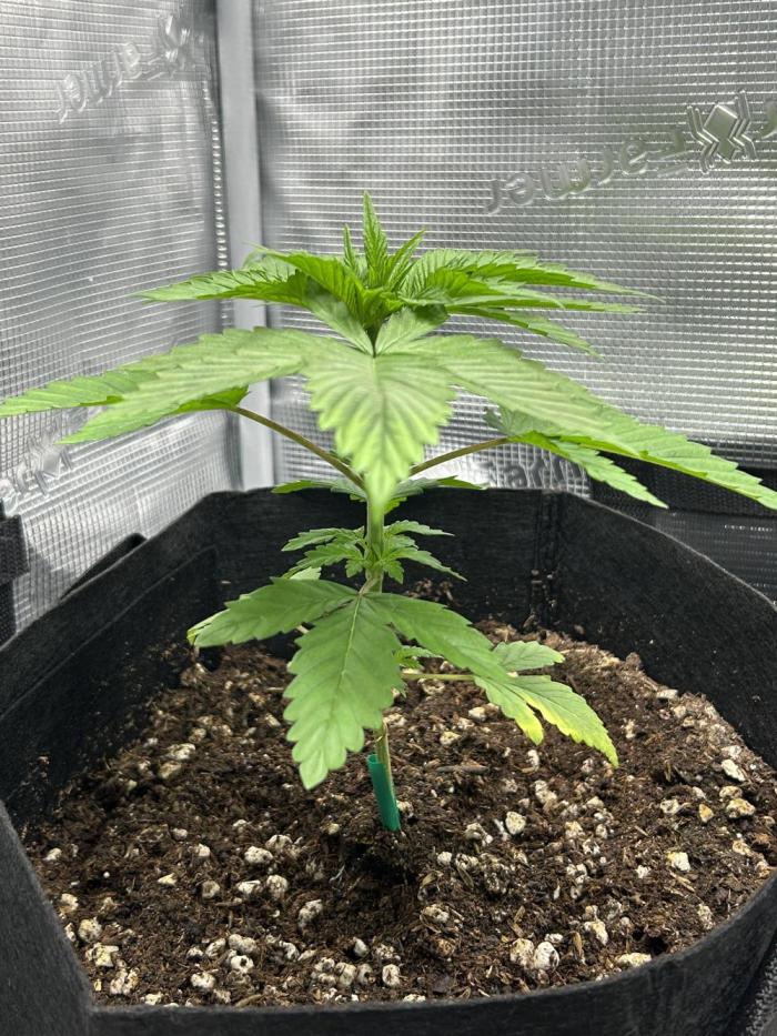 RSC - Grape Ape. Week 3
