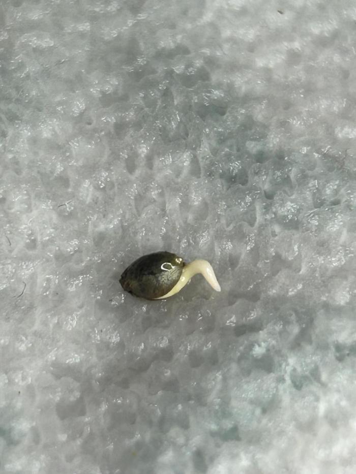 Gas Berry Auto. Week 0 - 48 hours 