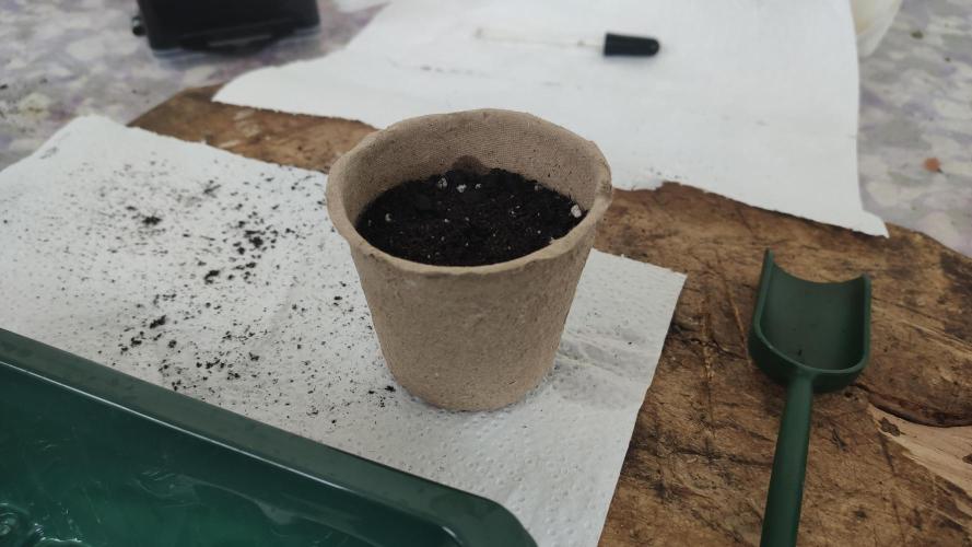 Auto 00 Cheese outdoor. Week 0 - Soil and peat pot