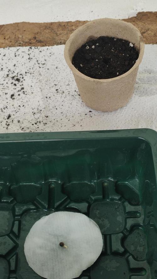 Auto 00 Cheese outdoor. Week 0 - Container to keep humidity 