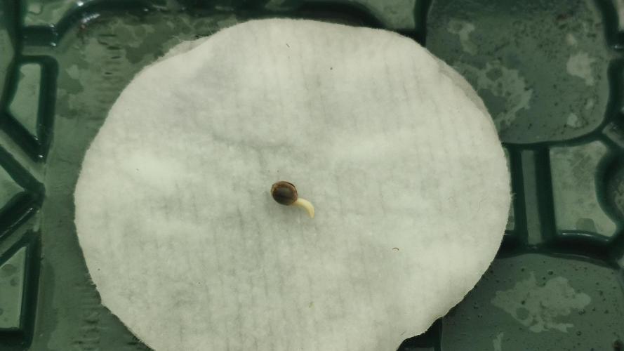 Auto 00 Cheese outdoor. Week 0 - Moistened cotton wool and sprootted seed 