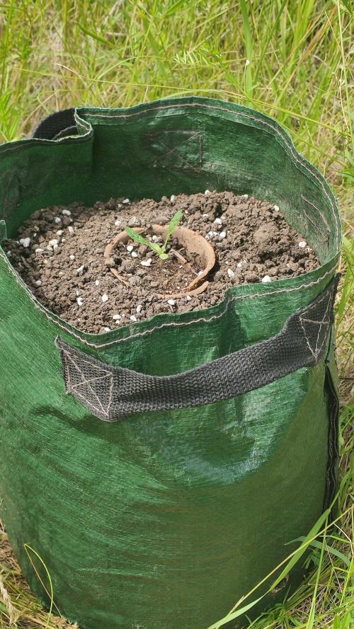 Auto 00 Cheese outdoor. Week 2 - 18 litres pot