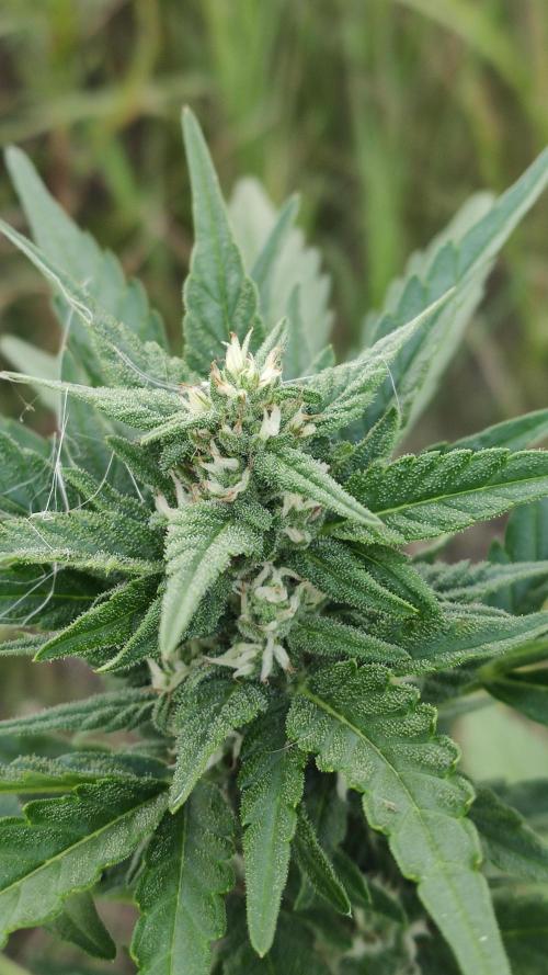 Auto 00 Cheese outdoor. Week 8