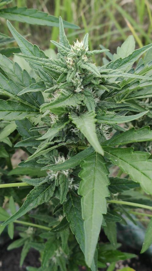 Auto 00 Cheese outdoor. Week 8
