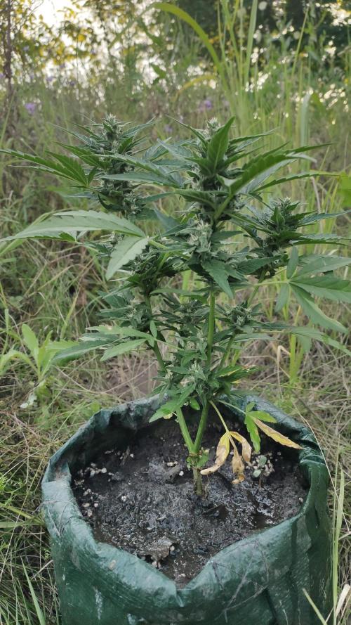 Auto 00 Cheese. Week 8