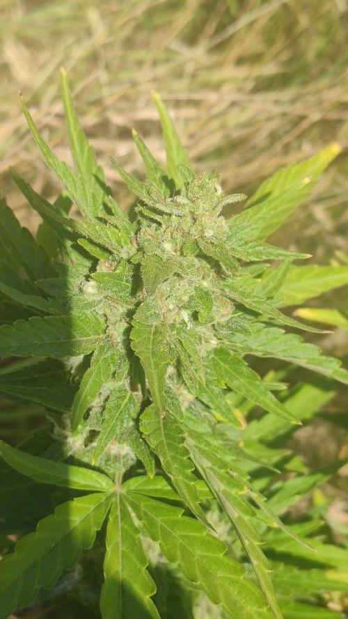 Auto 00 Cheese outdoor. Week 12