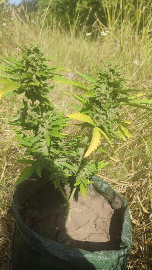 Auto 00 Cheese. Week 12