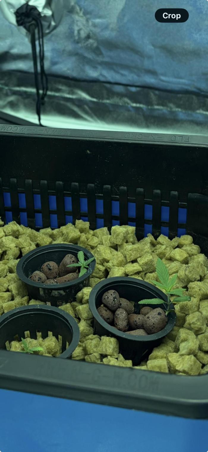 Indoor XXX #15 (Ethos Genetics). Week 2 - Lost one due to poor watering but everyone else is going strong!
