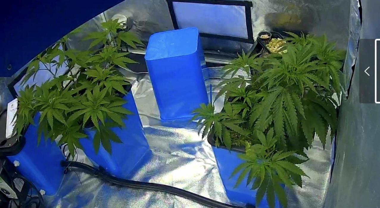 Indoor XXX #15 (Ethos Genetics). Week 5