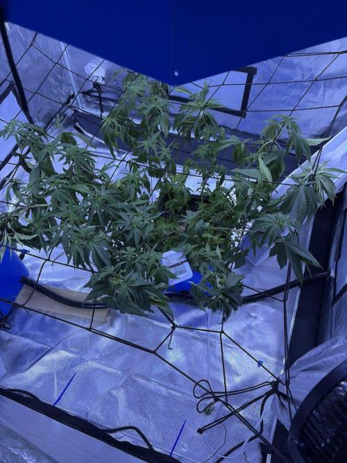 XXX. Week 8
