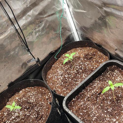 Lišákovi první Automaty Inn. Week 1