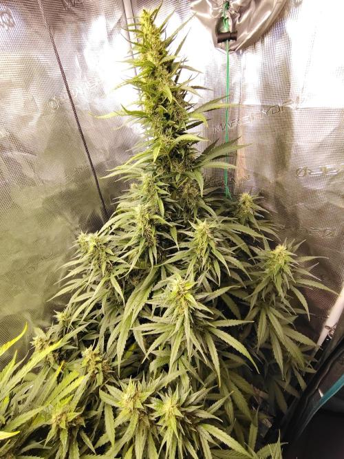 Lišákovi první Automaty Inn. Week 9