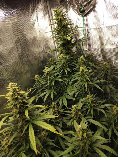 Lišákovi první Automaty Inn. Week 9