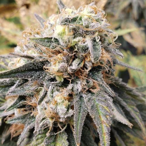 White Widow . Week 8 - Last of the flush week