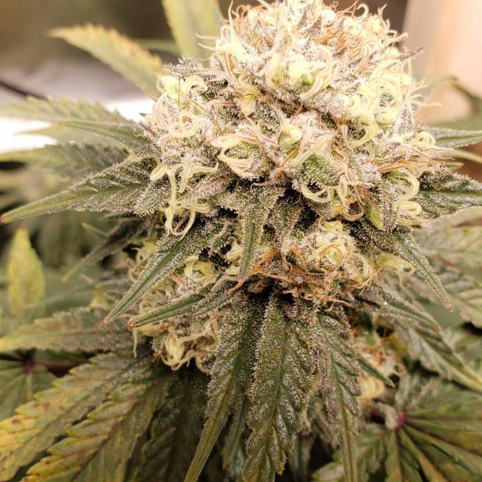 White Widow . Week 7 - January 24 ~ Week 7 Flower..