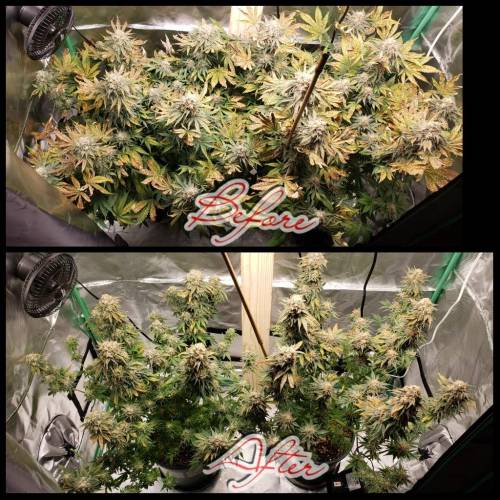 White Widow . Week 8 - Chopped off fan leaves ~ 2/1/20 