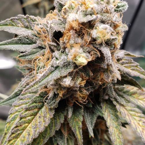White Widow . Week 8