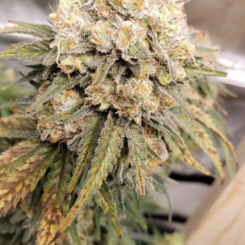White Widow . Week 8