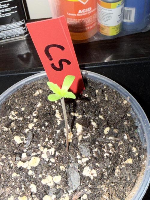 First grow. Week 0