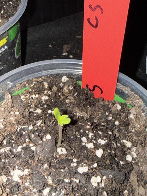 First grow. Week 0 - The original seed didn’t germinate so I had to start this one three days behind.