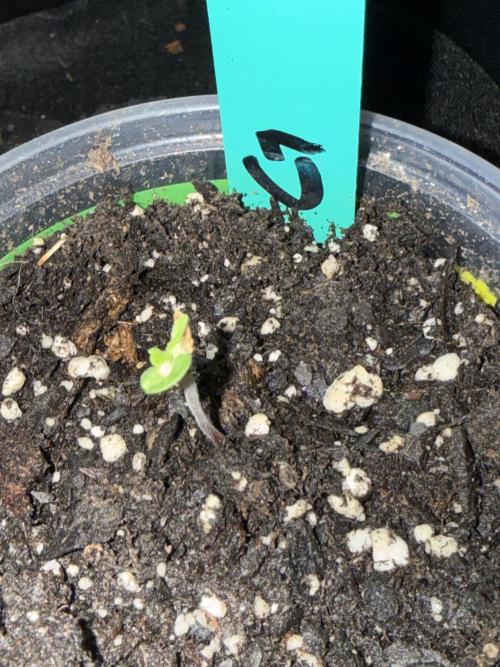 First grow. Week 0 - This seed from fast buds has issue shedding the seed.