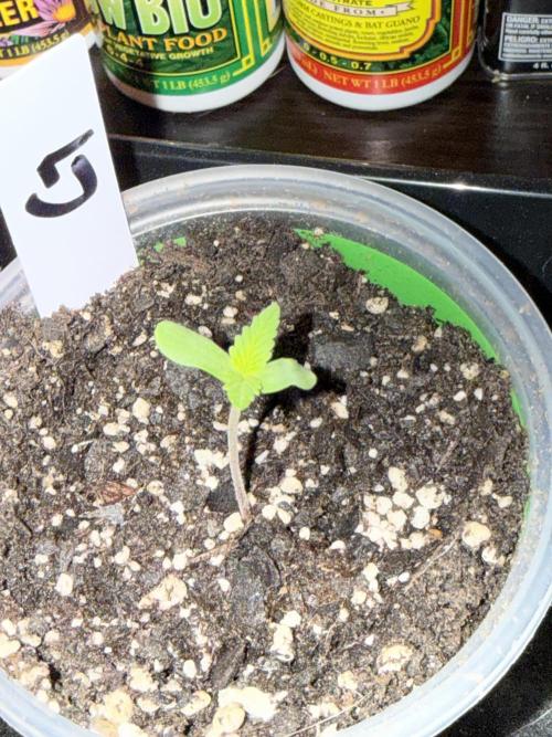 First grow. Week 0