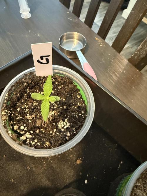 First grow. Week 2