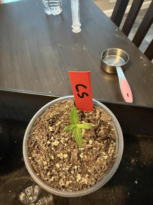 First grow. Week 2