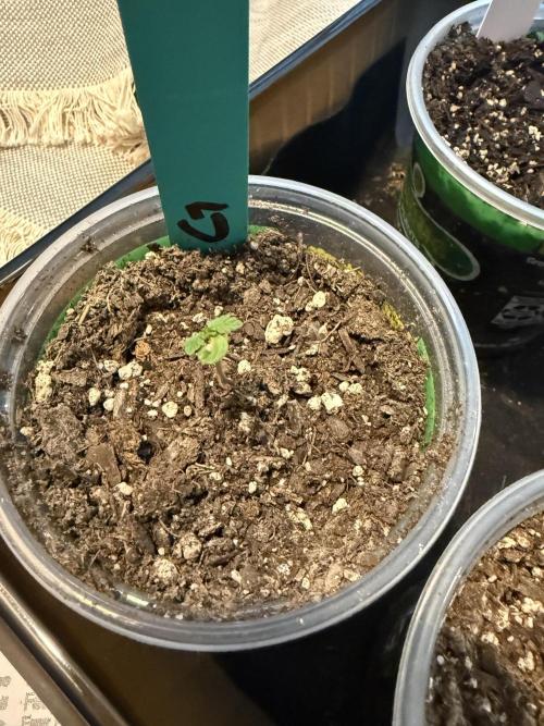 First grow. Week 2 - Damage from the seed stage is still evident.
