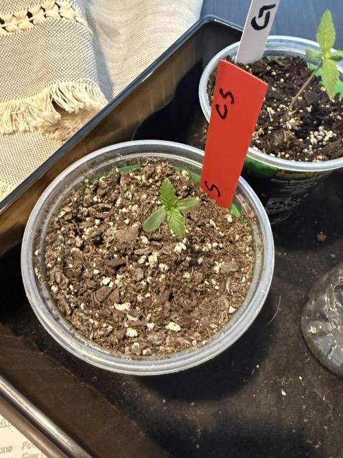 First grow. Week 2