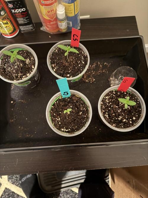 First grow. Week 2
