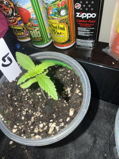 First grow. Week 2