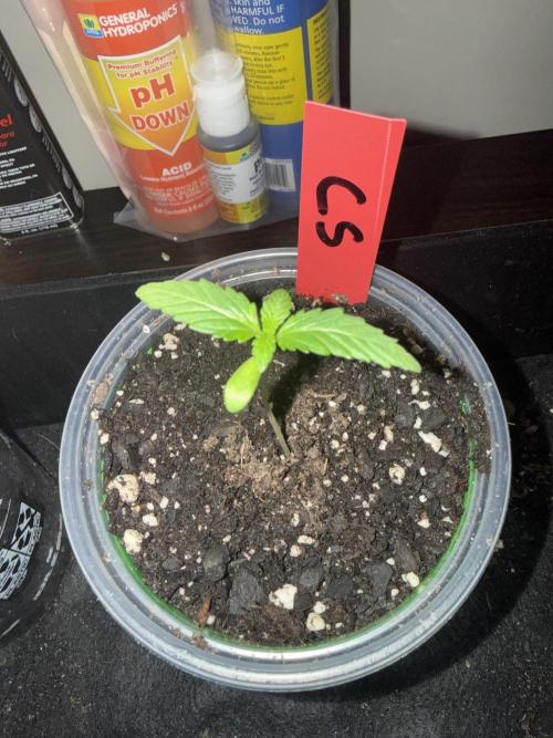 First grow. Week 2