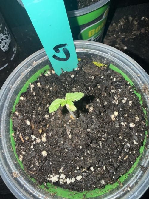 First grow. Week 2