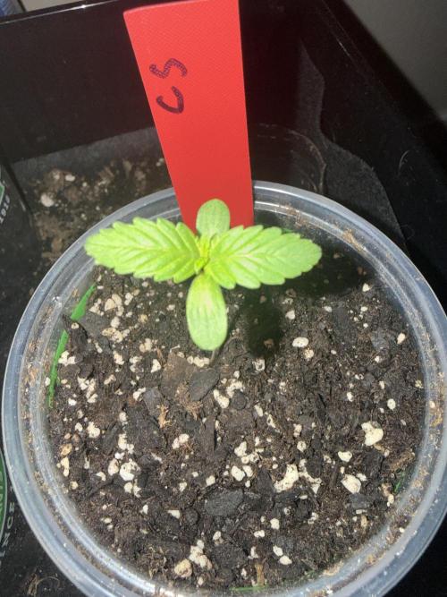 First grow. Week 2