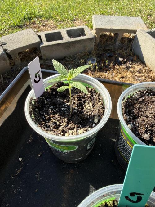 First grow. Week 2