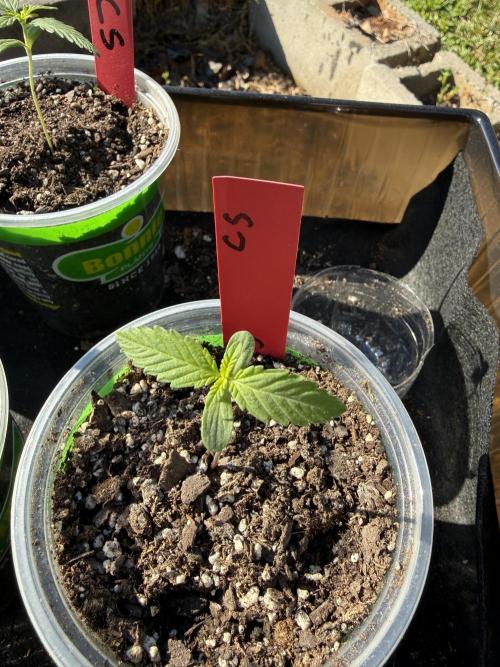 First grow. Week 2