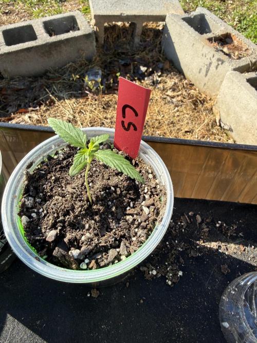 First grow. Week 3