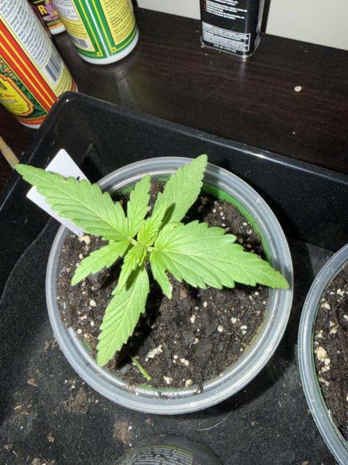 First grow. Week 3