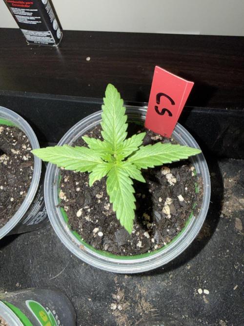 First grow. Week 3