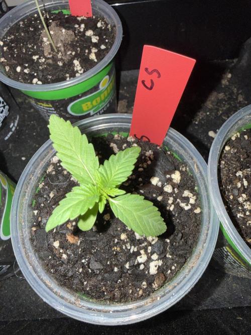 First grow. Week 3