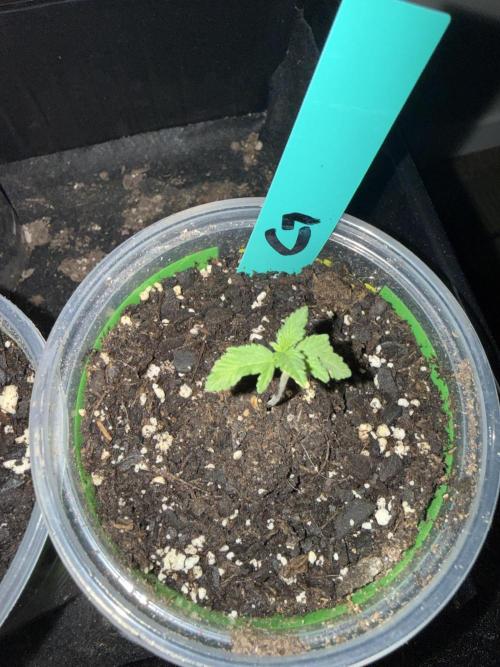 First grow. Week 3