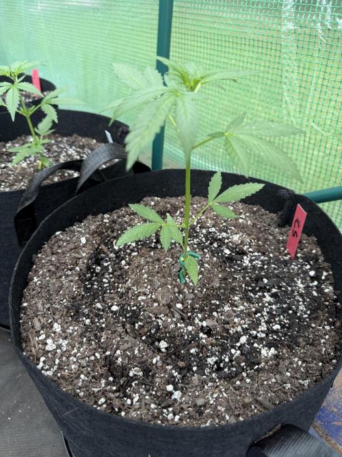 First grow. Week 5