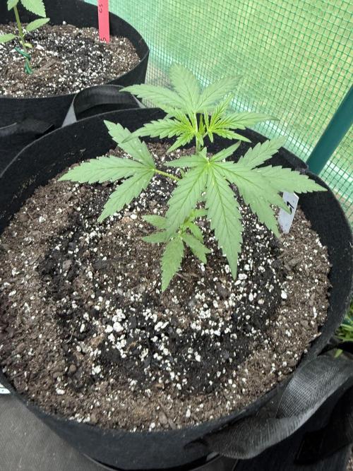First grow. Week 5