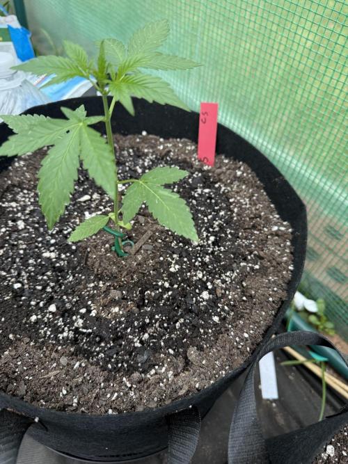 First grow. Week 5