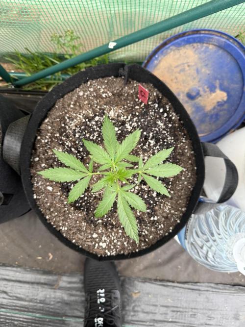 First grow. Week 5